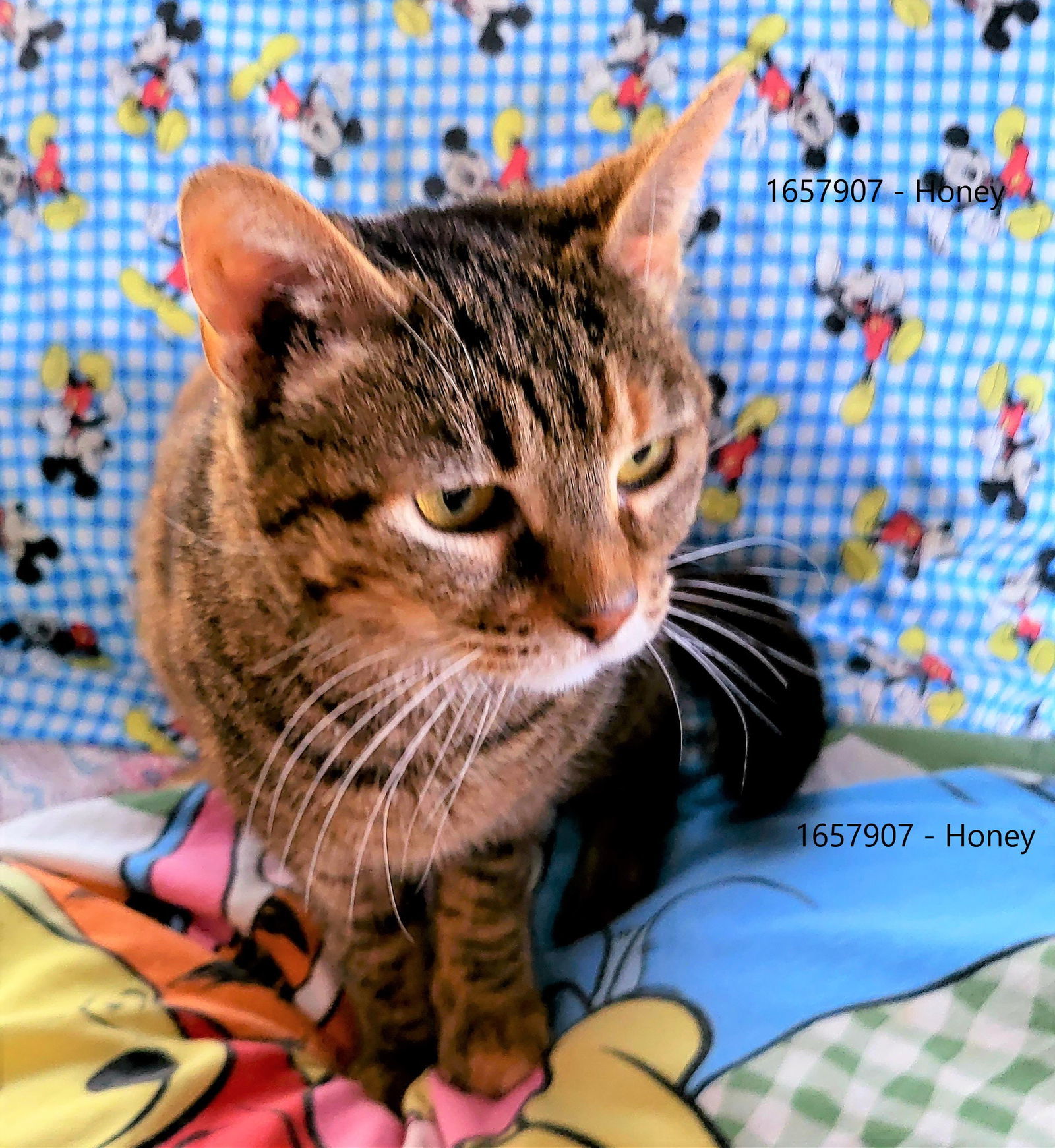 Honey, an adoptable Dilute Tortoiseshell in Littlerock, CA, 93543 | Photo Image 1