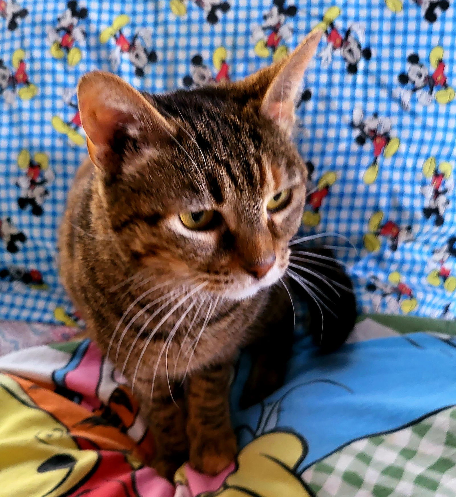 Honey, an adoptable Dilute Tortoiseshell in Littlerock, CA, 93543 | Photo Image 2