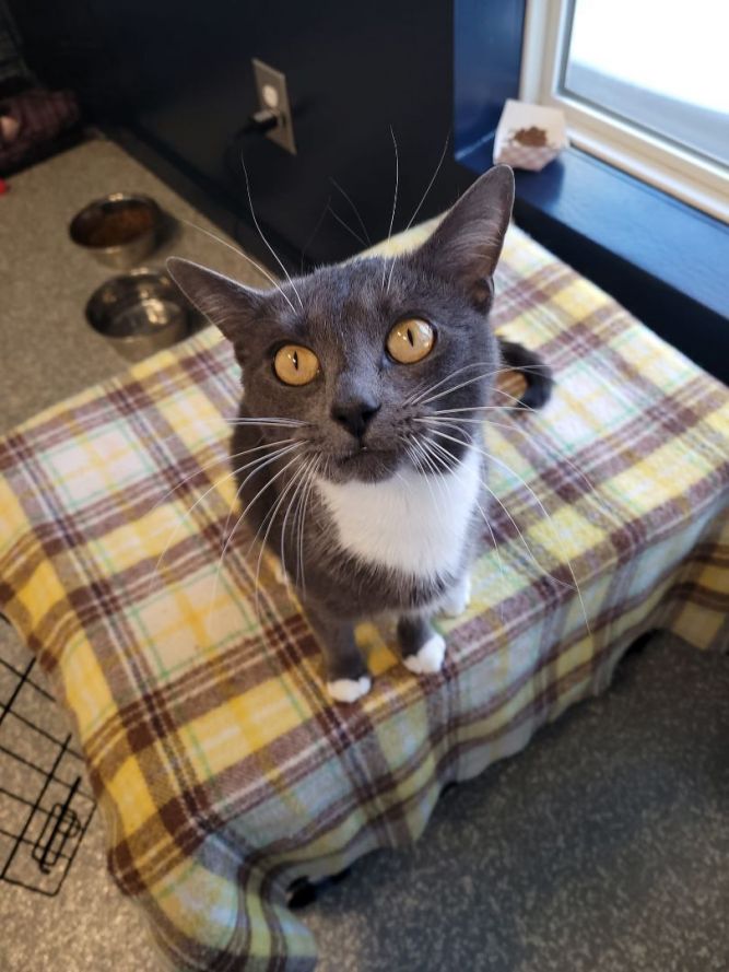 North Haven, CT - Domestic Shorthair. Meet Chanel a Pet for