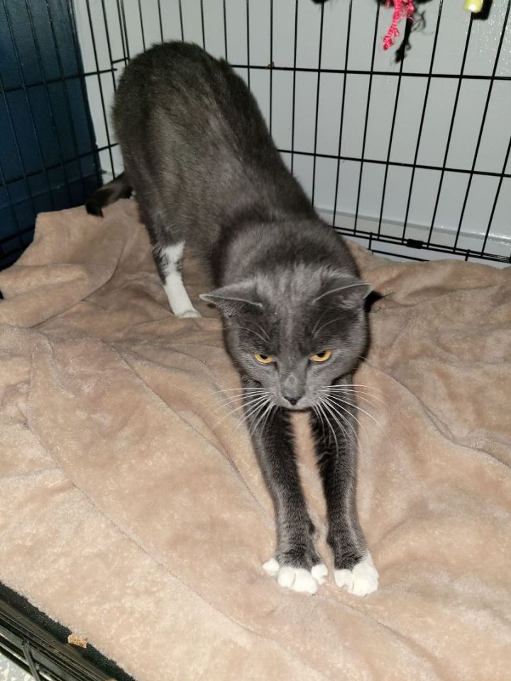 Cat for adoption Boston, a Domestic Short Hair in North Haven, CT