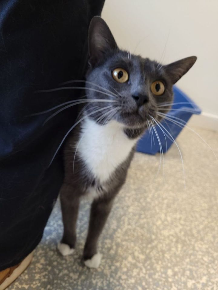 Cat for adoption - Boston, a Domestic Short Hair in North Haven, CT ...