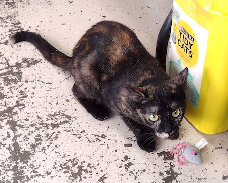 Tortellini, an adoptable Domestic Short Hair in Albemarle, NC, 28001 | Photo Image 3