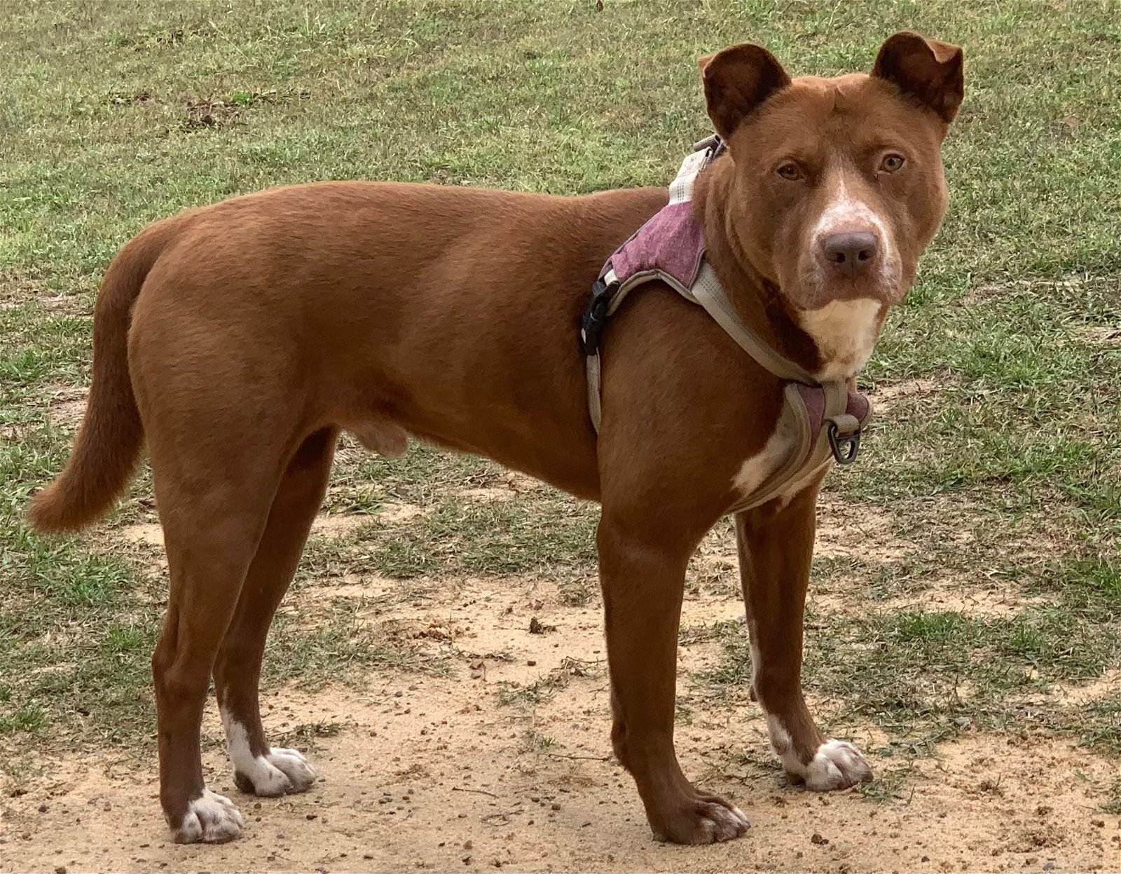 Regan, an adoptable American Staffordshire Terrier in Graniteville, SC, 29829 | Photo Image 1