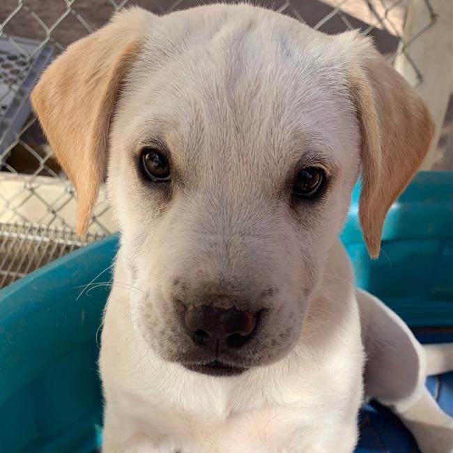 Vail Pup - Sugarloaf - Adopted!