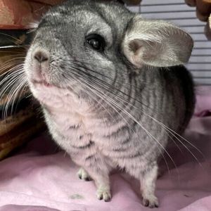 Chinchilla for adoption - Yoshi, a Chinchilla in Quilcene, WA | Petfinder