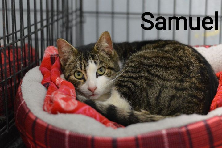 Samuel, an adoptable Tabby & Domestic Short Hair Mix in Carneys Point, NJ_image-1