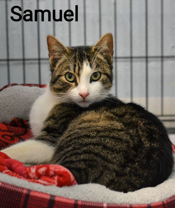 Samuel, an adopted Tabby & Domestic Short Hair Mix in Carneys Point, NJ_image-1
