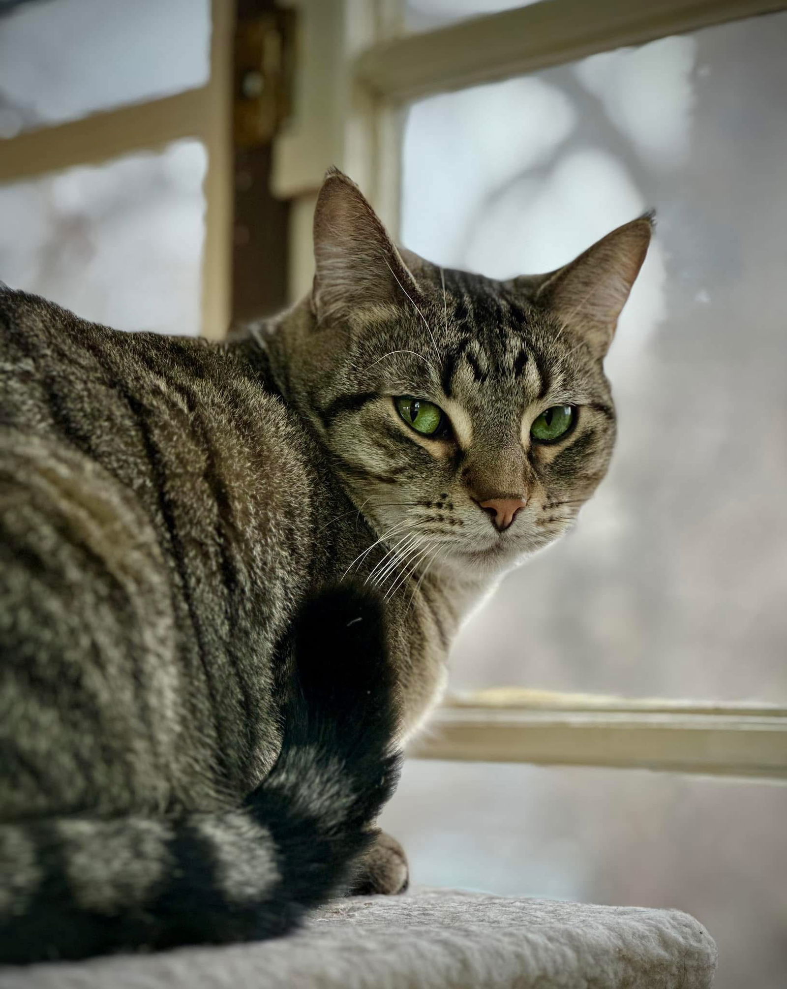 Beth, an adoptable Domestic Short Hair in Champaign, IL, 61820 | Photo Image 1