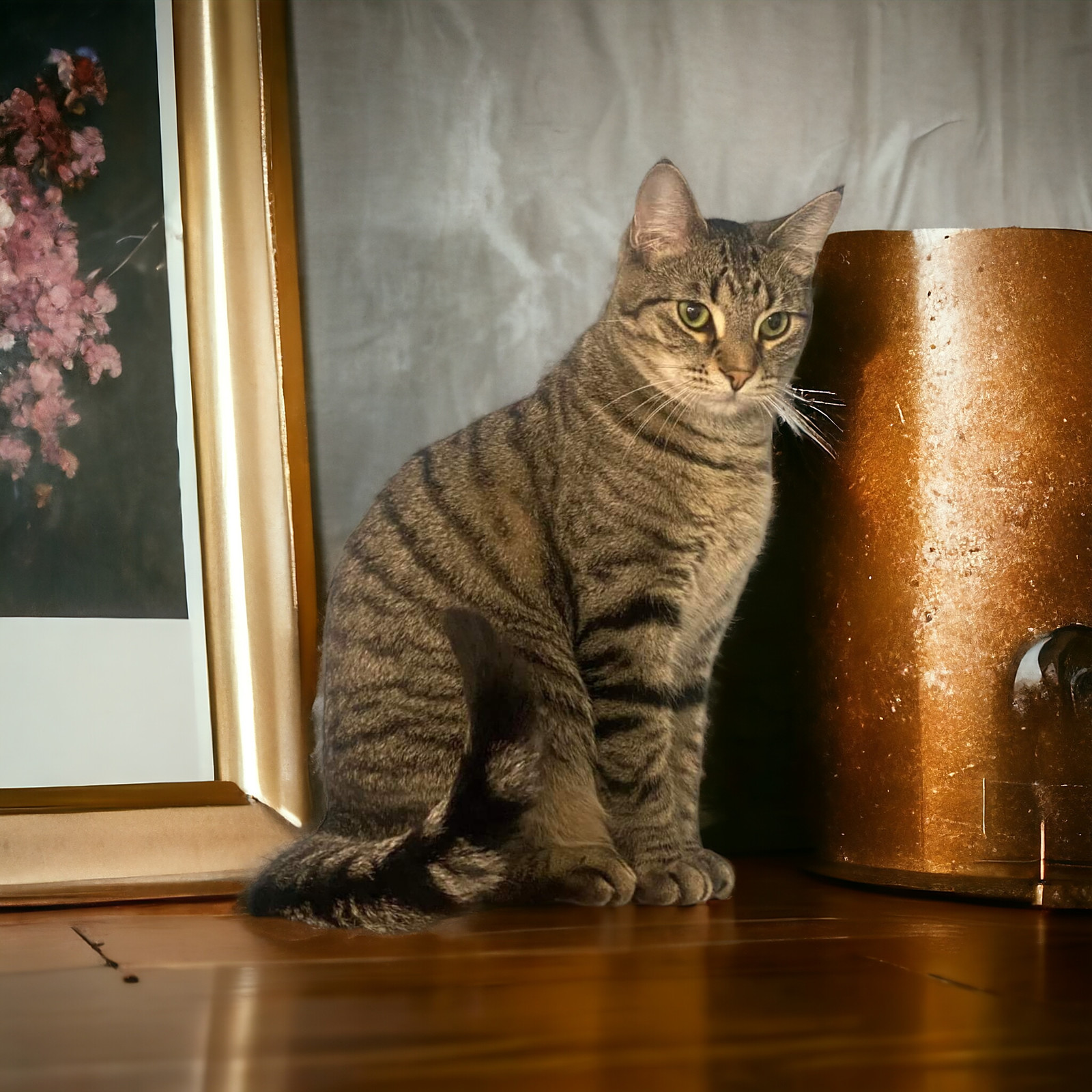 Beth, an adoptable Domestic Short Hair in Champaign, IL, 61820 | Photo Image 1