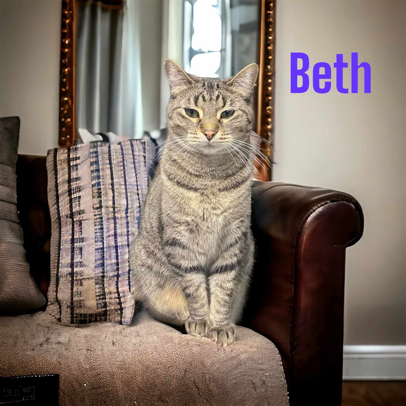 Beth, an adoptable Domestic Short Hair in Champaign, IL, 61820 | Photo Image 3