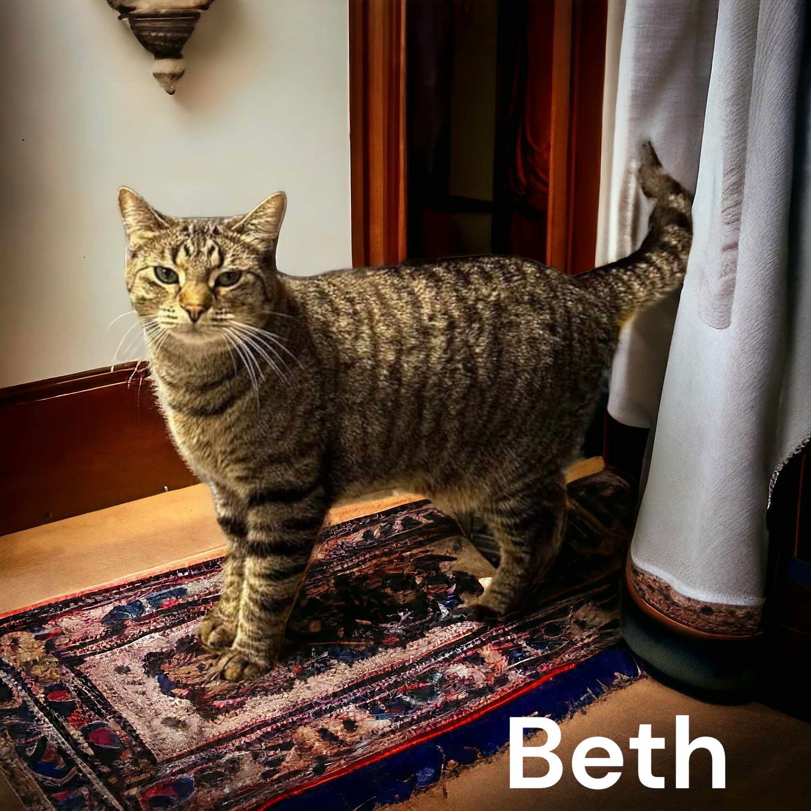 Beth, an adoptable Domestic Short Hair in Champaign, IL, 61820 | Photo Image 3