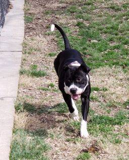 Penelope, an adoptable Pit Bull Terrier in St. Charles, MO, 63301 | Photo Image 3