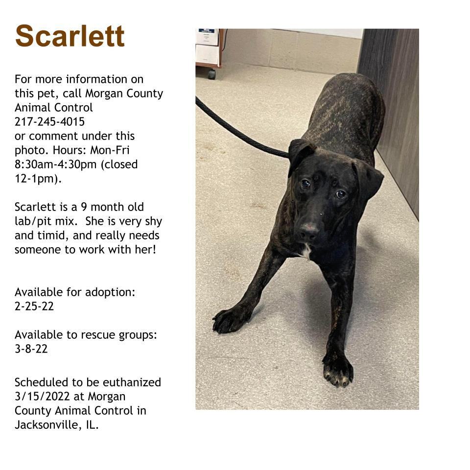 Scarlett ** RESCUE PULL ONLY