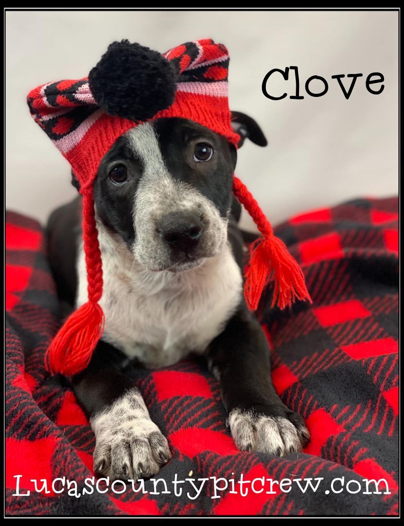 Clove