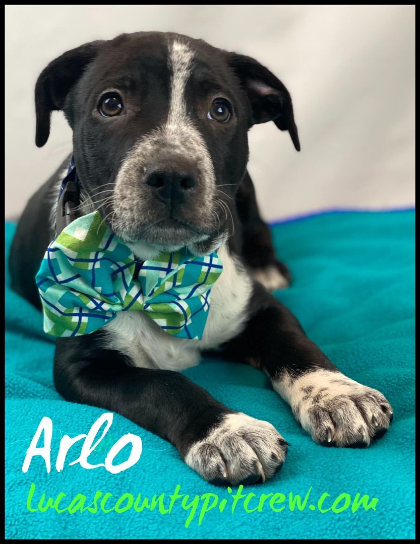 Arlo