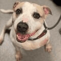 Caesar, an adoptable Pit Bull Terrier Mix in Medford, NY_image-2