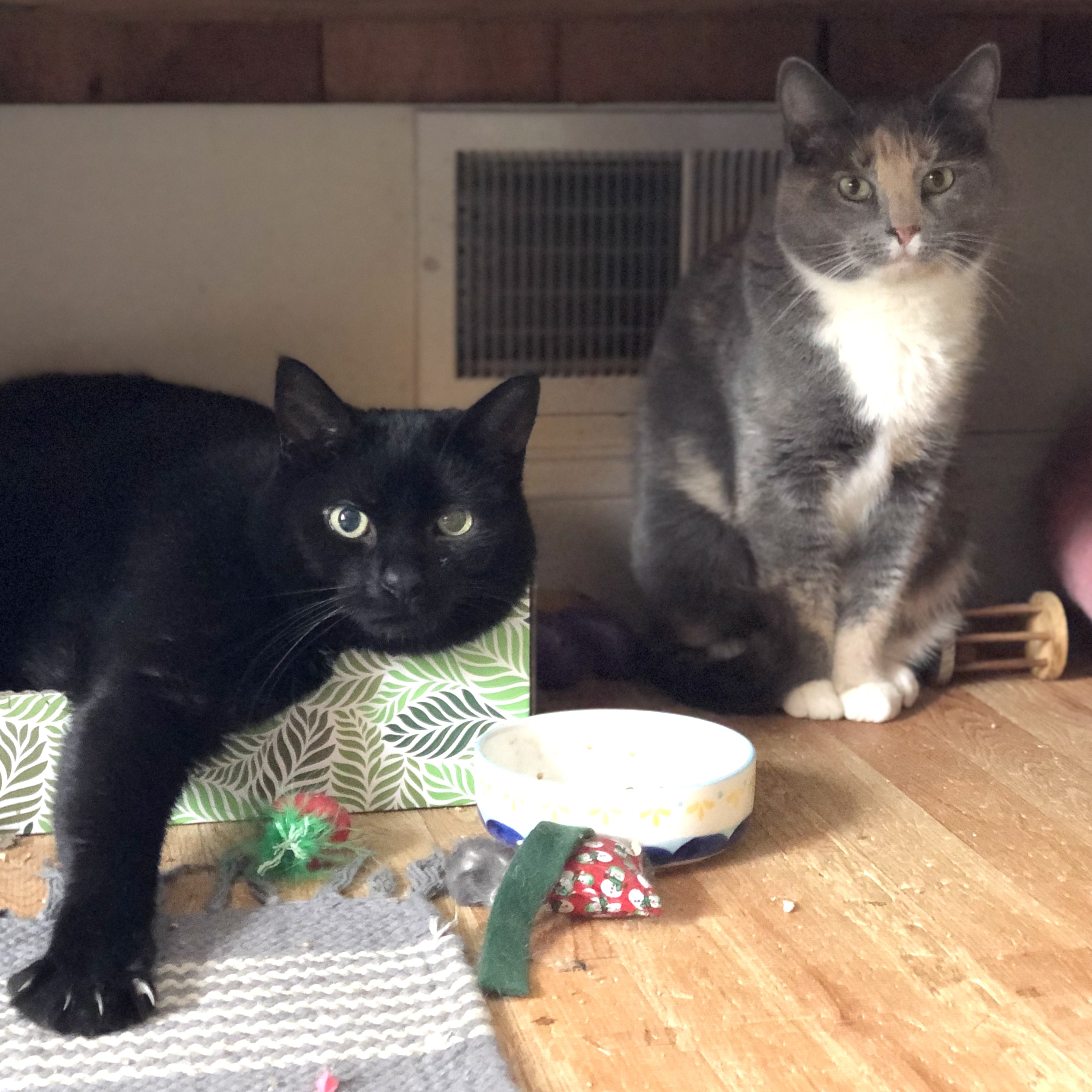 Nessie & Ralph (BONDED PAIR), an adoptable Domestic Short Hair in Brentwood, NH, 03833 | Photo Image 1