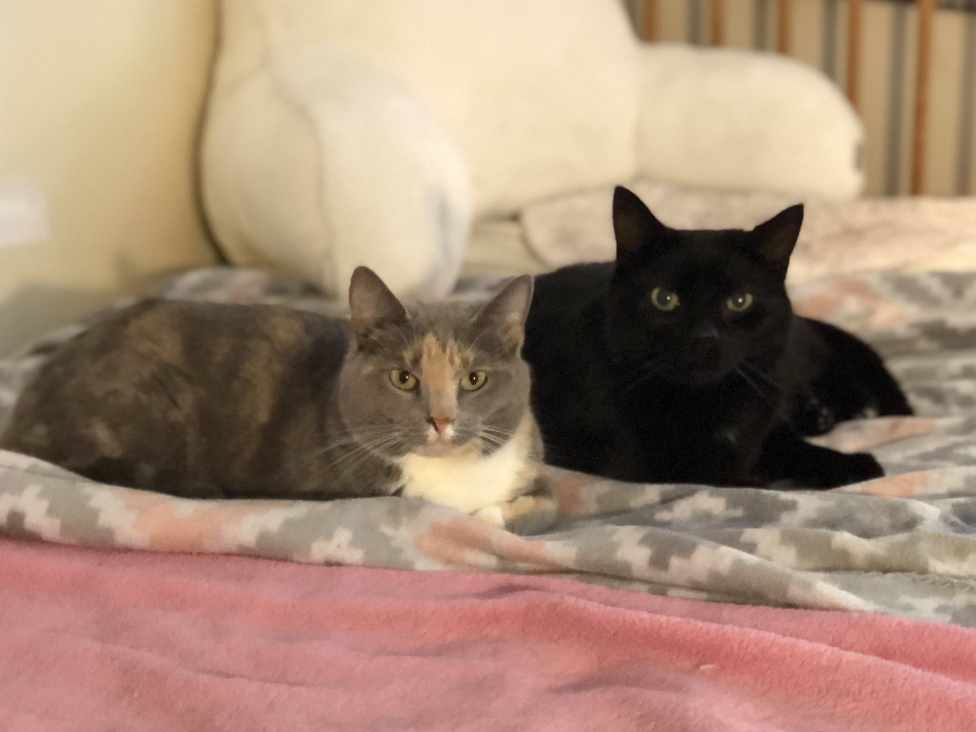 Nessie & Ralph (BONDED PAIR), an adoptable Domestic Short Hair in Brentwood, NH, 03833 | Photo Image 2