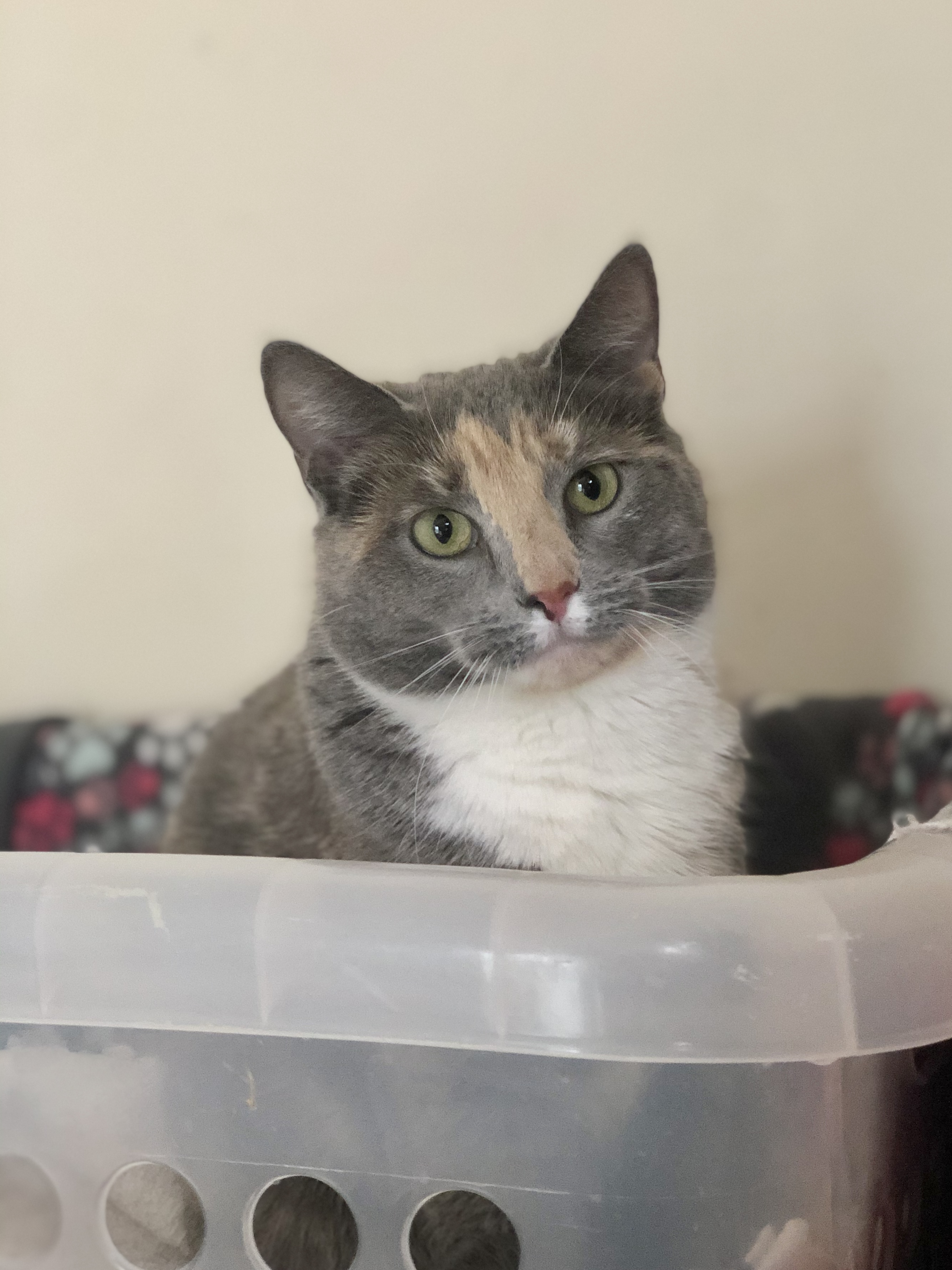 Nessie & Ralph (BONDED PAIR), an adoptable Domestic Short Hair in Brentwood, NH, 03833 | Photo Image 3