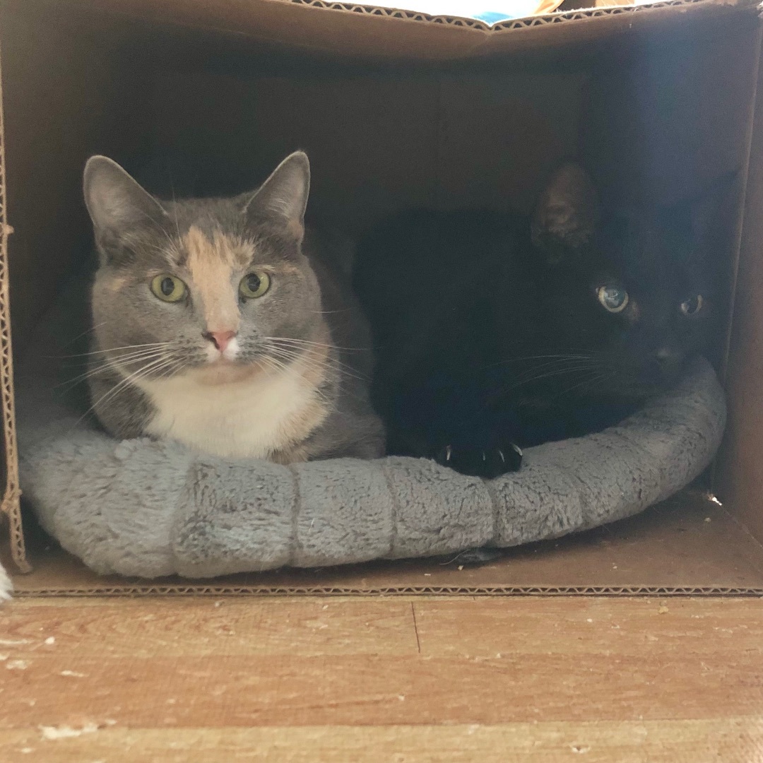 Nessie & Ralph (BONDED PAIR), an adoptable Domestic Short Hair in Brentwood, NH, 03833 | Photo Image 4