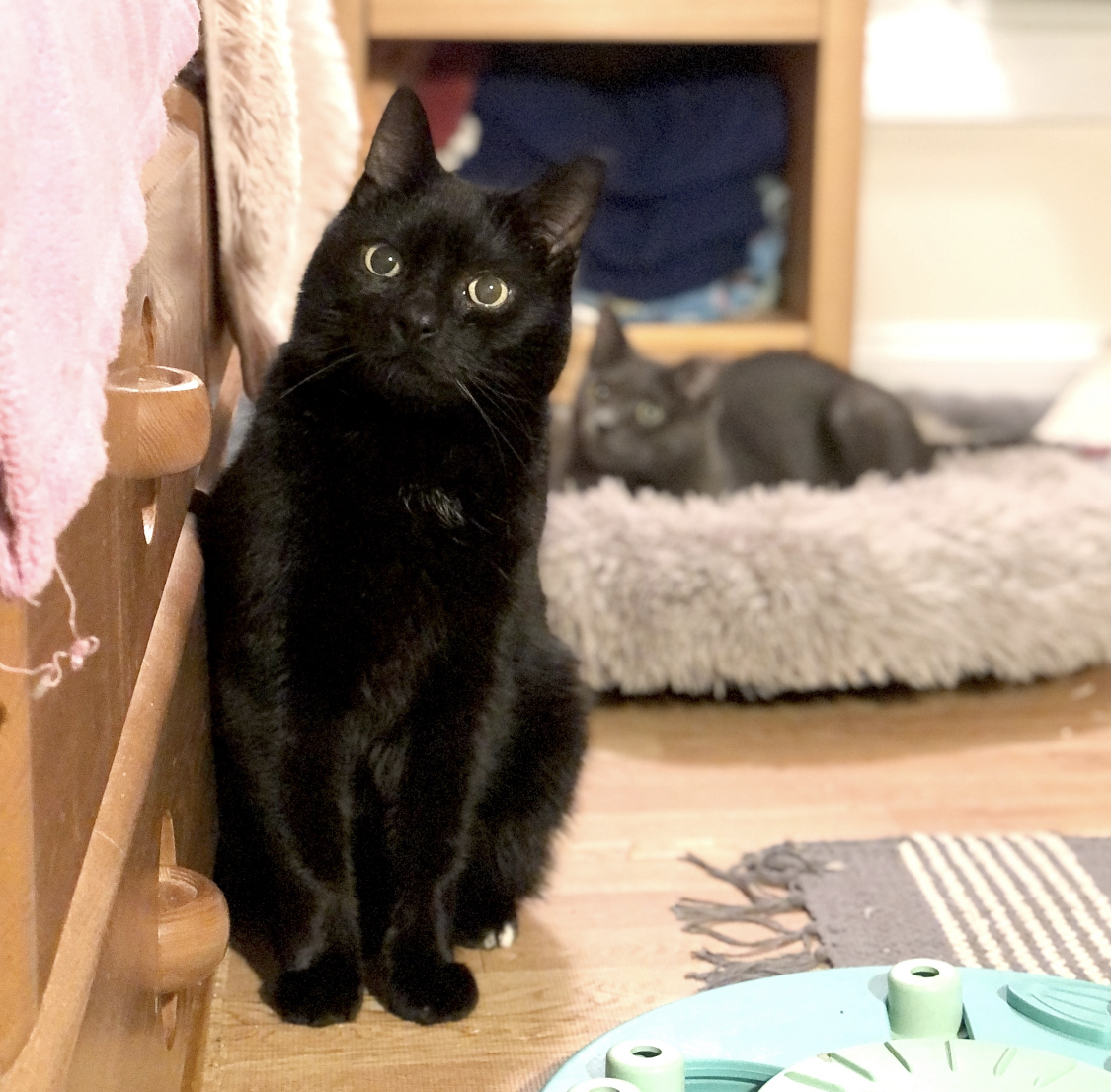 Nessie & Ralph (BONDED PAIR), an adoptable Domestic Short Hair in Brentwood, NH, 03833 | Photo Image 5