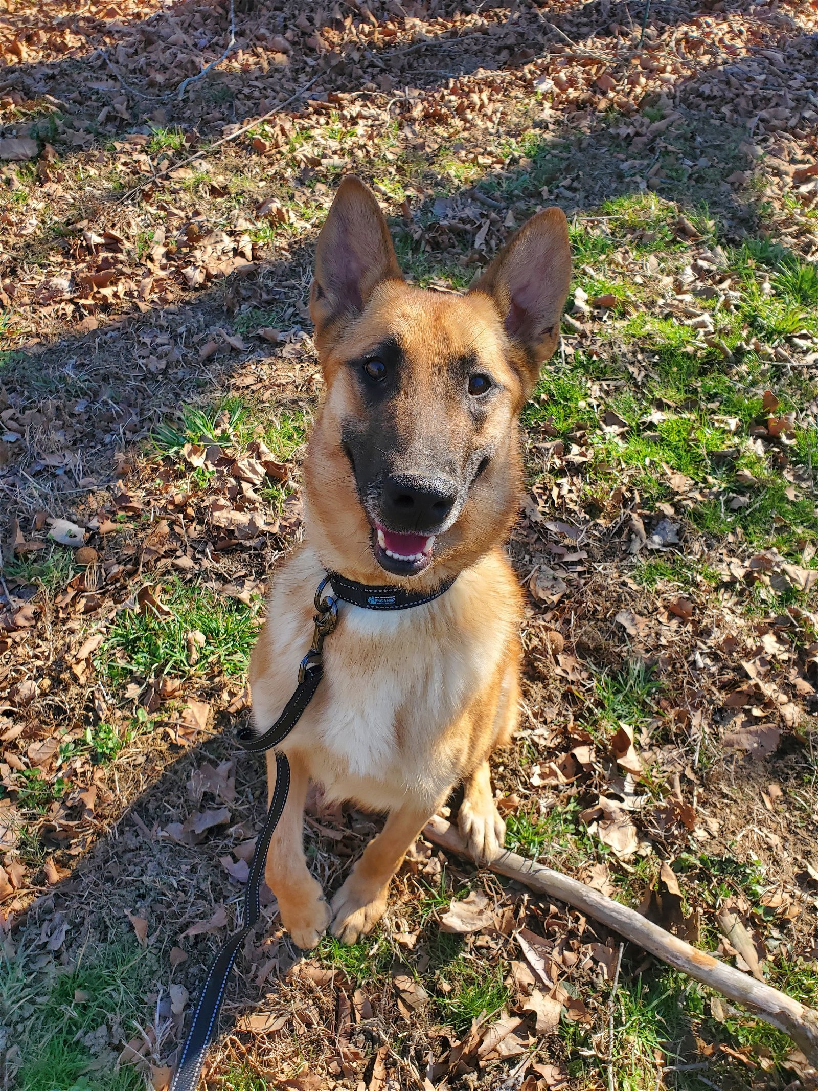Dixie, an adoptable Belgian Shepherd / Malinois, German Shepherd Dog in Louisville, KY, 40243 | Photo Image 1