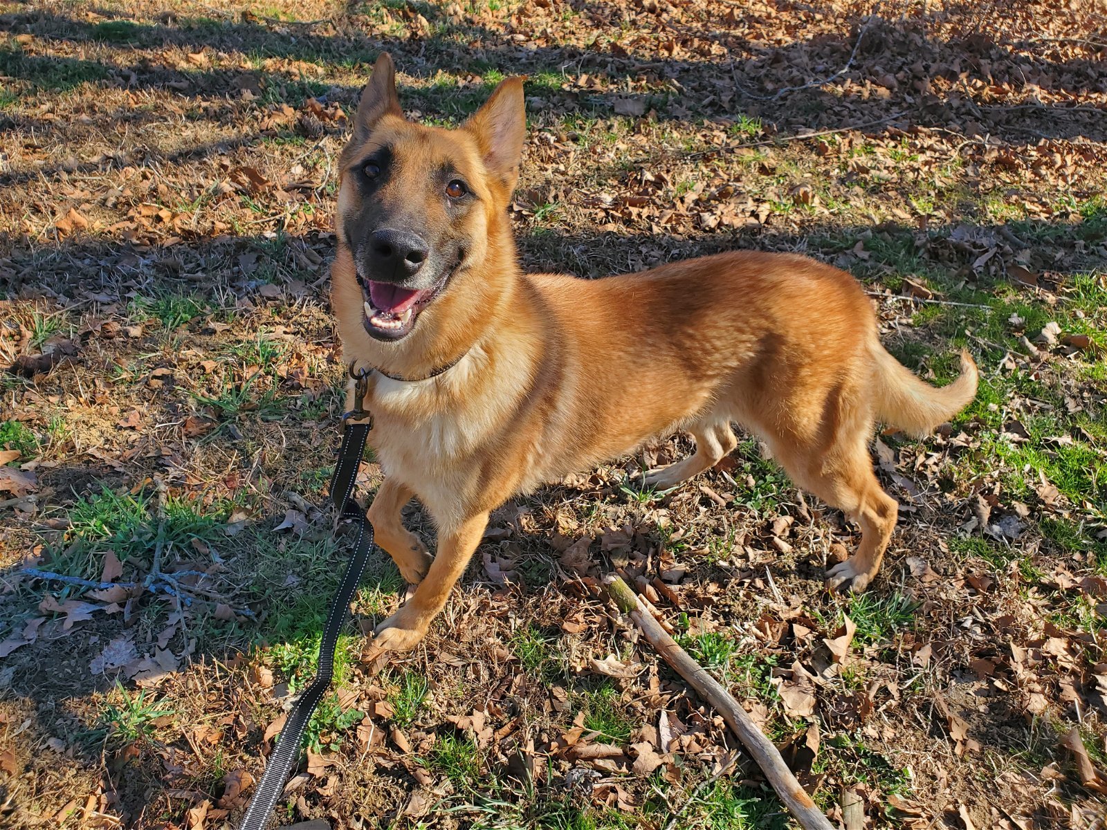 Dixie, an adoptable Belgian Shepherd / Malinois, German Shepherd Dog in Louisville, KY, 40243 | Photo Image 3