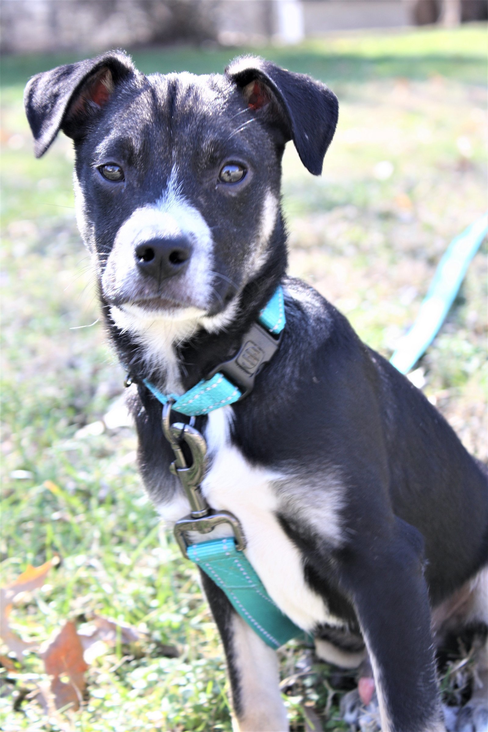 PUPPY BERNIE BARN BOY-FOSTER NEEDED