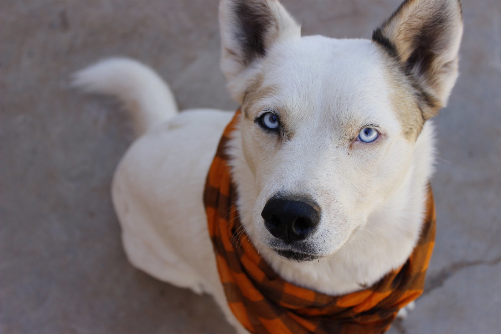 Star, an adoptable Siberian Husky, Australian Cattle Dog / Blue Heeler in Cedar Crest, NM, 87008 | Photo Image 1