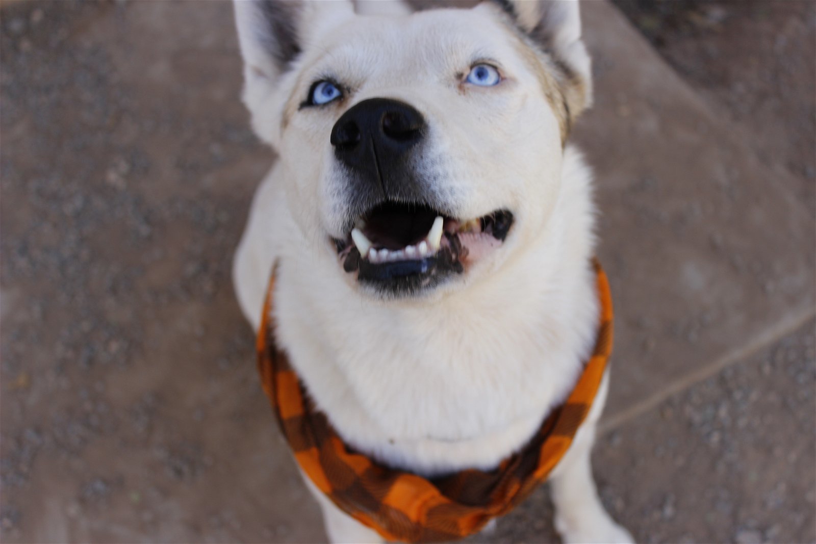 Star, an adoptable Siberian Husky, Australian Cattle Dog / Blue Heeler in Cedar Crest, NM, 87008 | Photo Image 2