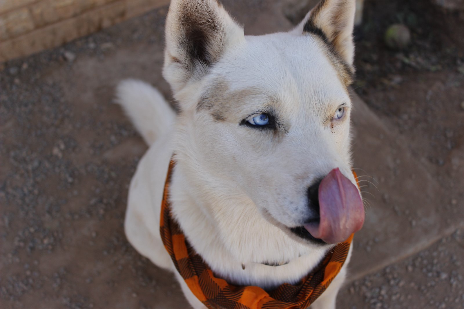 Star, an adoptable Siberian Husky, Australian Cattle Dog / Blue Heeler in Cedar Crest, NM, 87008 | Photo Image 3