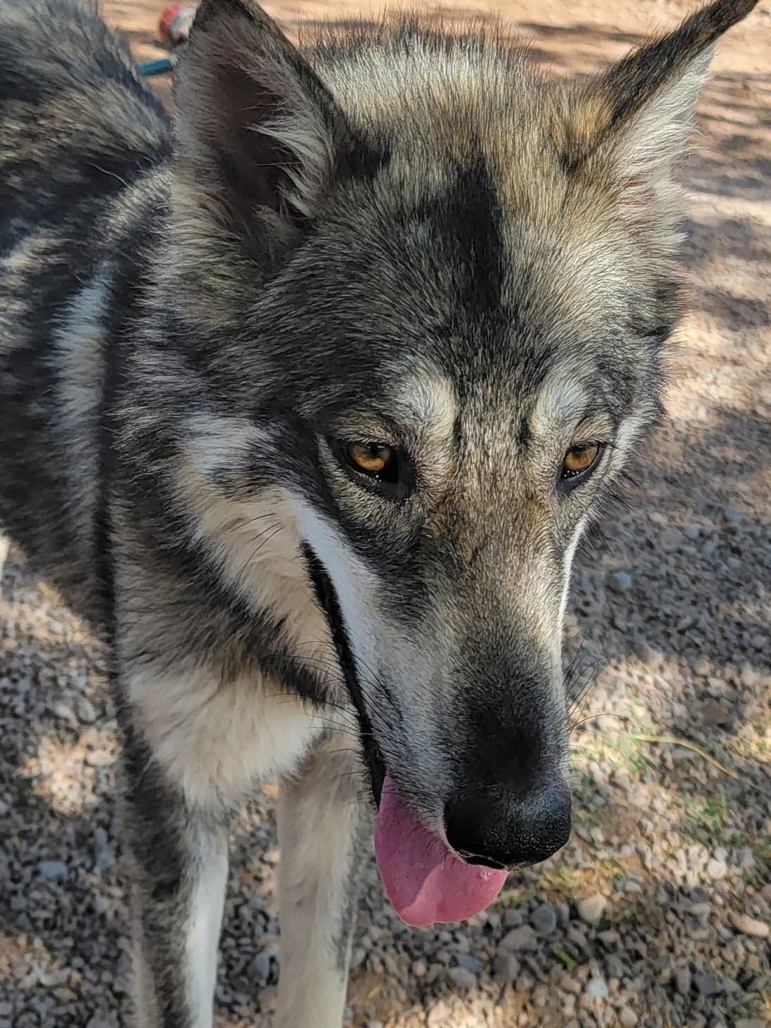 Luna, an adoptable Alaskan Malamute, Siberian Husky in Cedar Crest, NM, 87008 | Photo Image 1