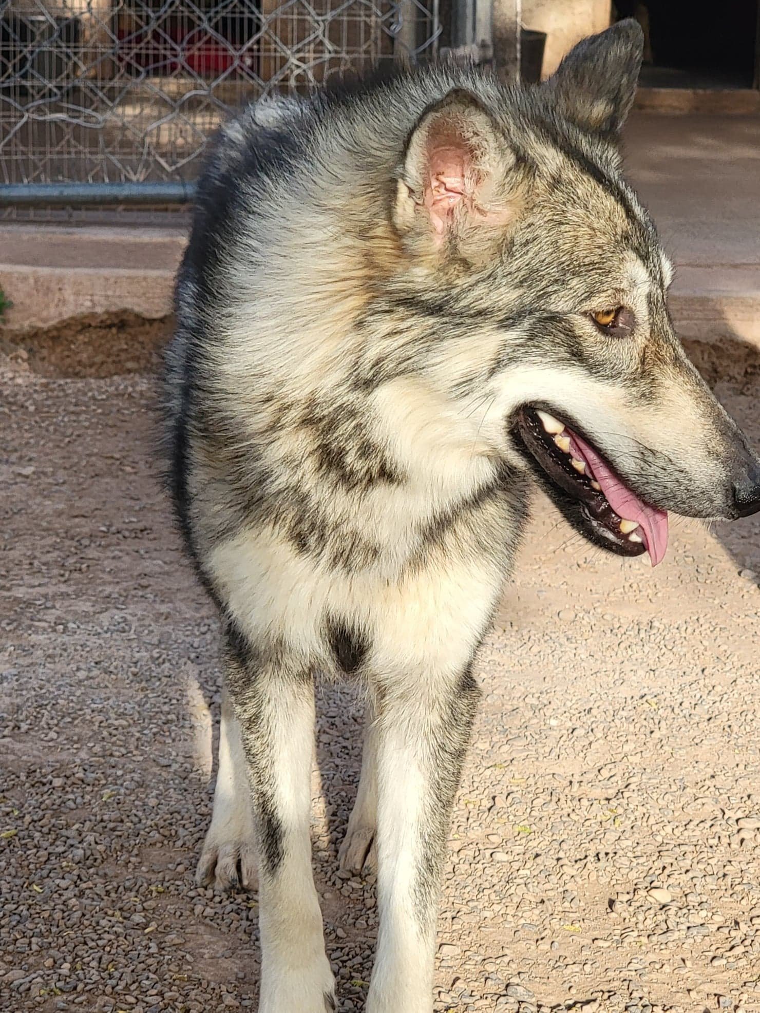 Luna, an adoptable Alaskan Malamute, Siberian Husky in Cedar Crest, NM, 87008 | Photo Image 2