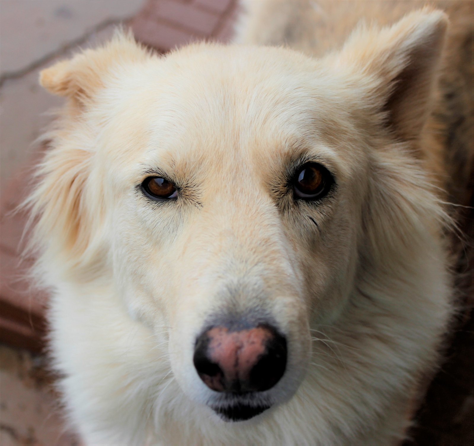 Sunshine, an adoptable Siberian Husky, German Shepherd Dog in Cedar Crest, NM, 87008 | Photo Image 1