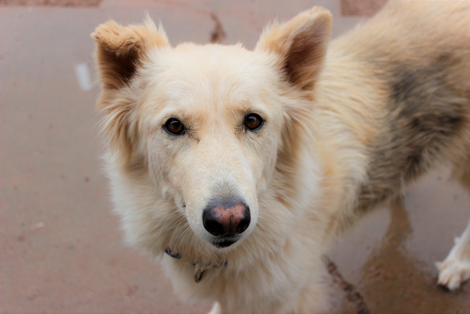 Sunshine, an adoptable Siberian Husky, German Shepherd Dog in Cedar Crest, NM, 87008 | Photo Image 2