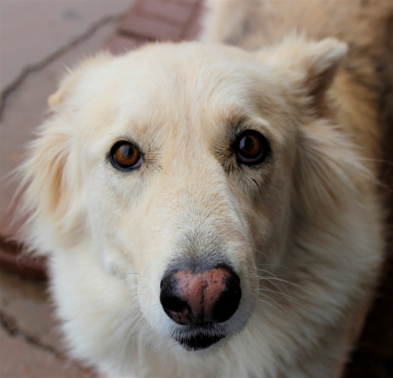 Sunshine, an adoptable Siberian Husky, German Shepherd Dog in Cedar Crest, NM, 87008 | Photo Image 3