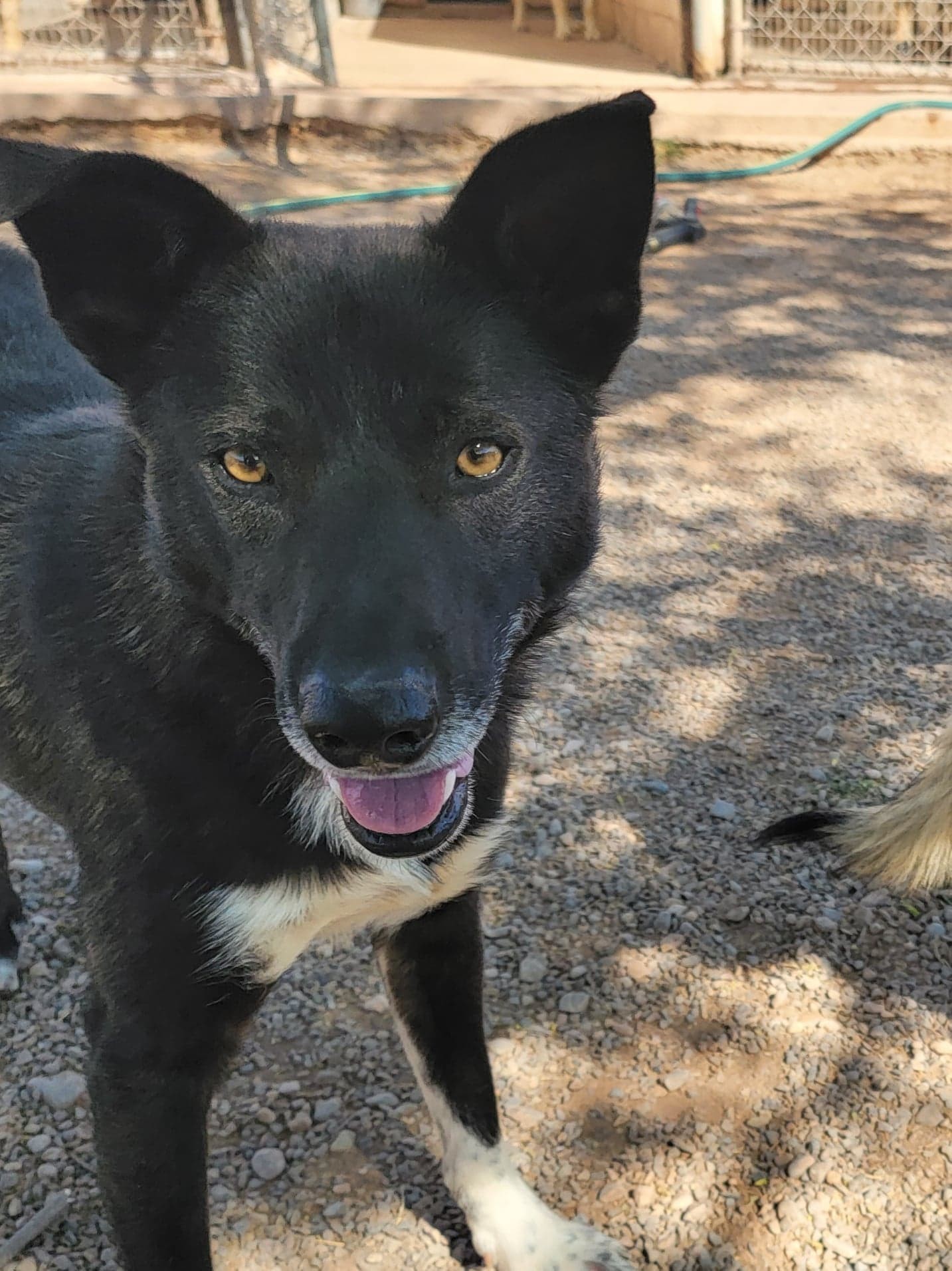 Kai, an adoptable German Shepherd Dog, Siberian Husky in Cedar Crest, NM, 87008 | Photo Image 1