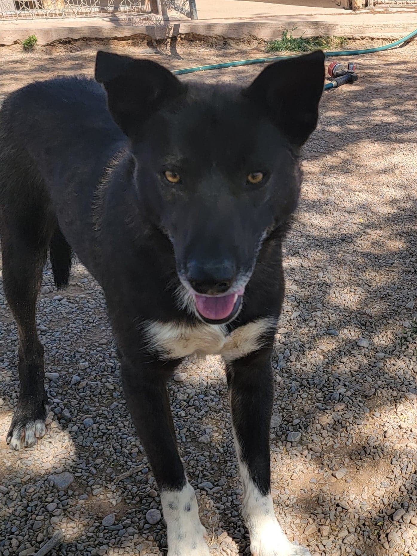 Kai, an adoptable German Shepherd Dog, Siberian Husky in Cedar Crest, NM, 87008 | Photo Image 2