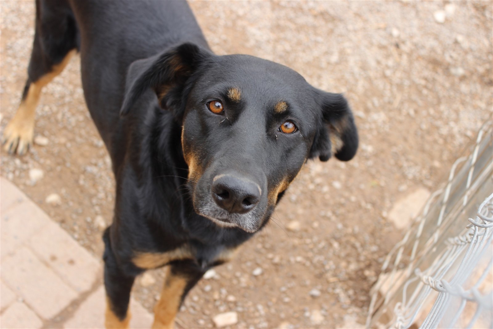 April, an adoptable Beauceron in Cedar Crest, NM, 87008 | Photo Image 1