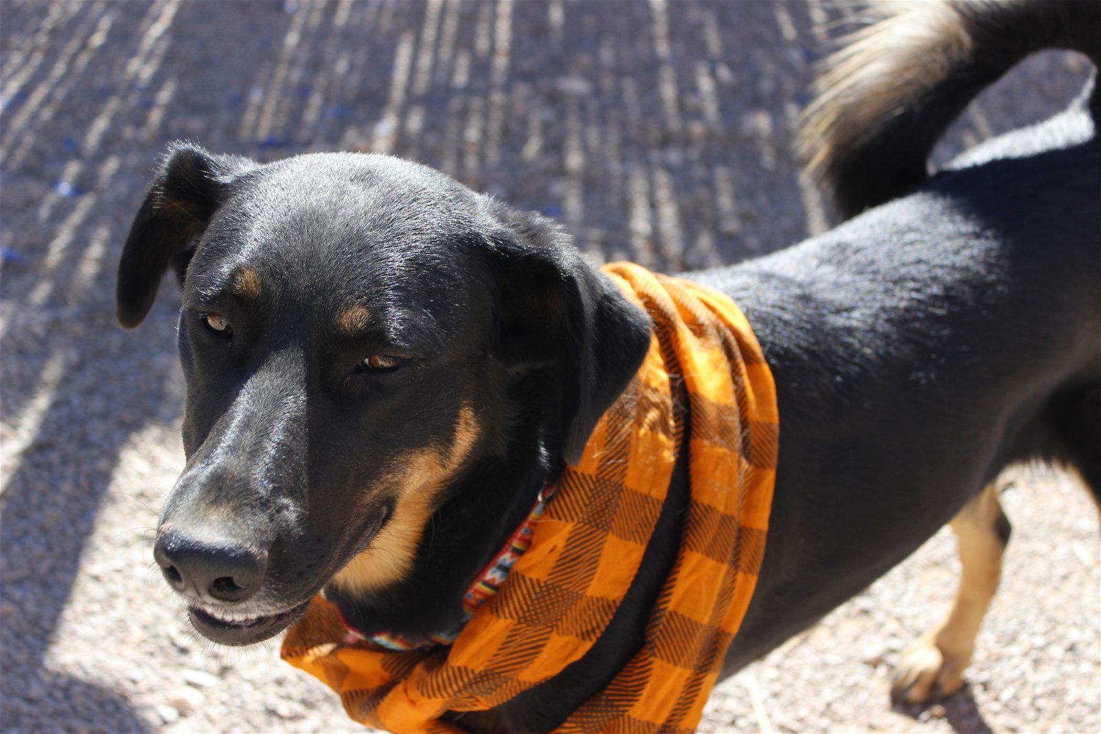 April, an adoptable Beauceron in Cedar Crest, NM, 87008 | Photo Image 2