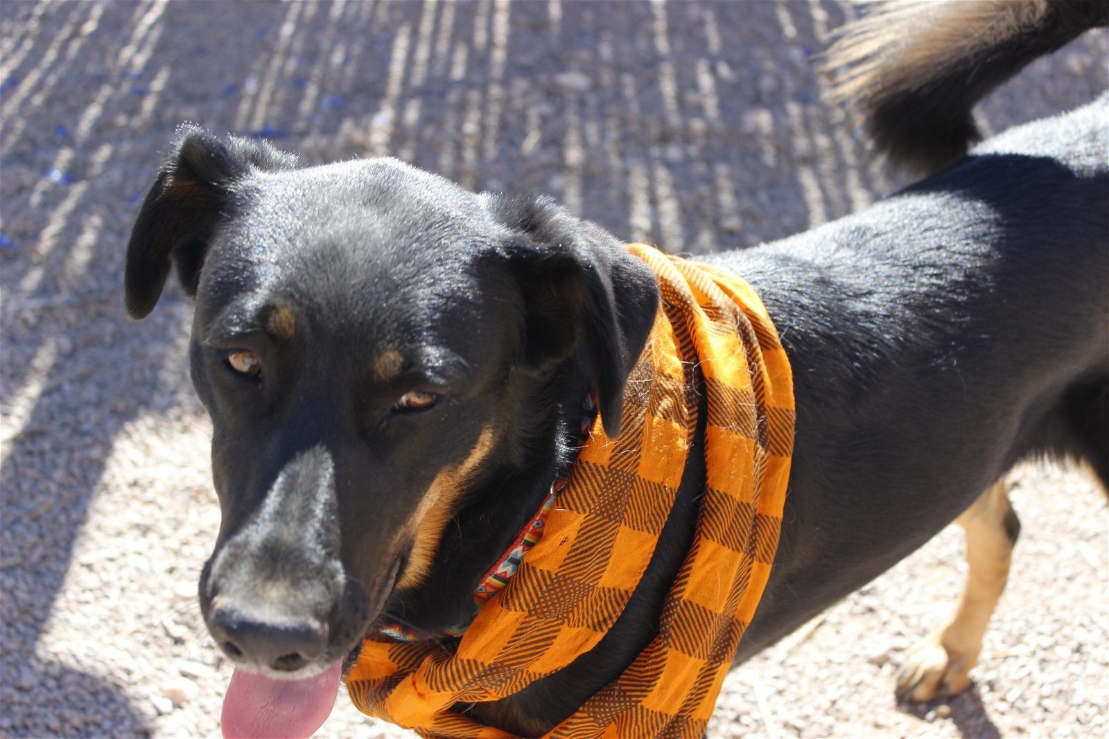 April, an adoptable Beauceron in Cedar Crest, NM, 87008 | Photo Image 3