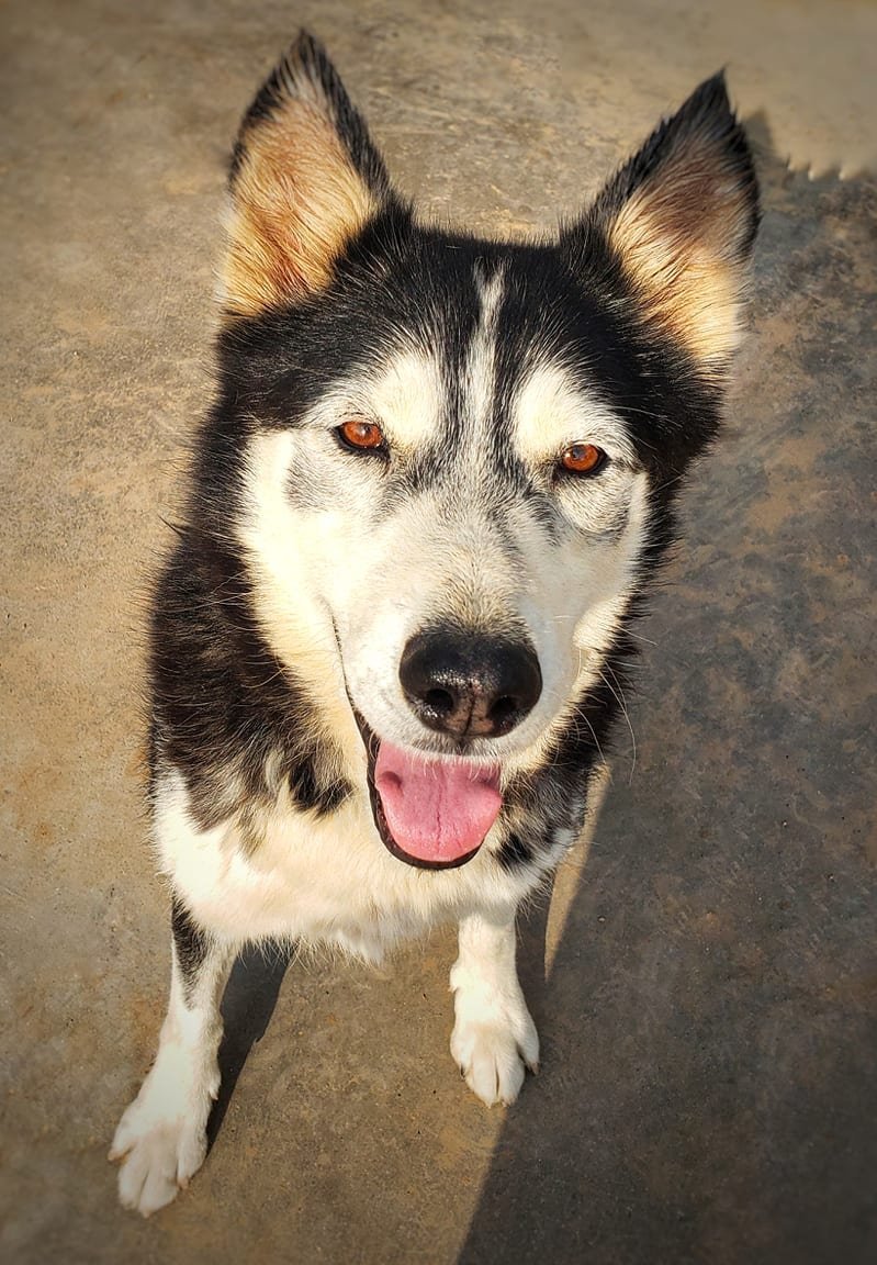 Rosie, an adoptable Siberian Husky in Cedar Crest, NM, 87008 | Photo Image 1