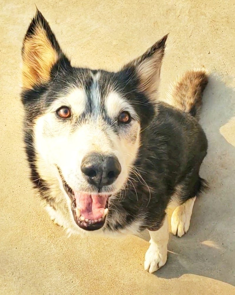 Rosie, an adoptable Siberian Husky in Cedar Crest, NM, 87008 | Photo Image 2