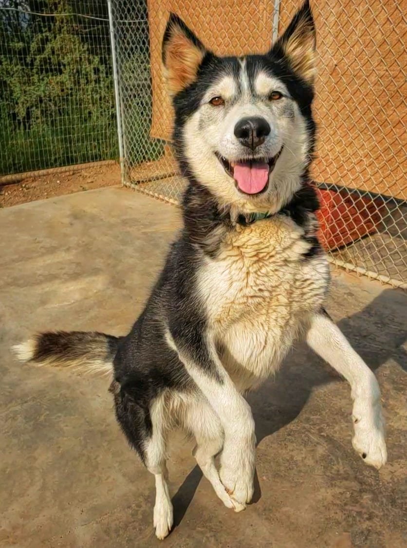 Rosie, an adoptable Siberian Husky in Cedar Crest, NM, 87008 | Photo Image 3