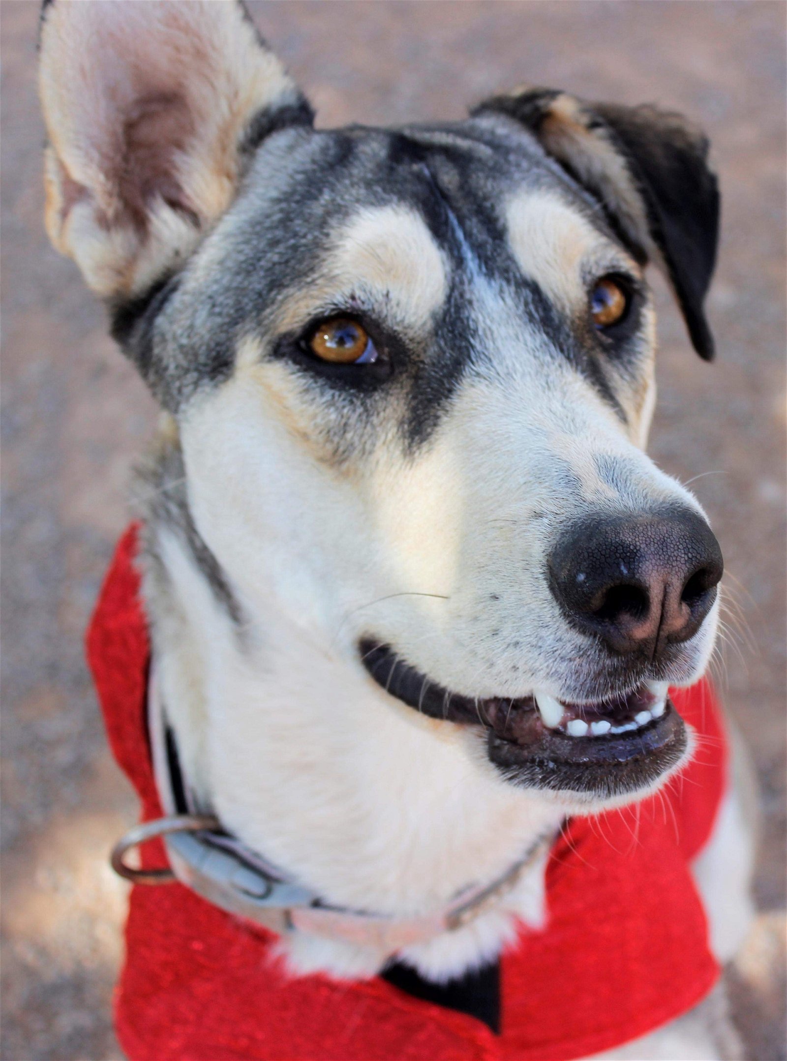 Zia, an adoptable Siberian Husky in Cedar Crest, NM, 87008 | Photo Image 1