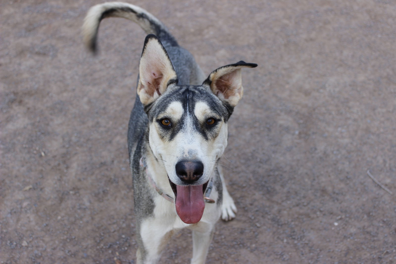 Zia, an adoptable Siberian Husky in Cedar Crest, NM, 87008 | Photo Image 2