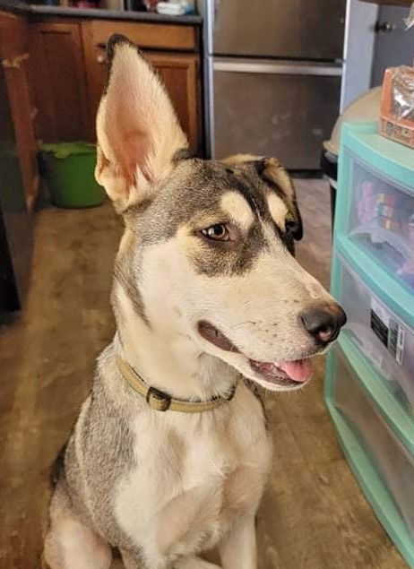 Zia, an adoptable Siberian Husky in Cedar Crest, NM, 87008 | Photo Image 3