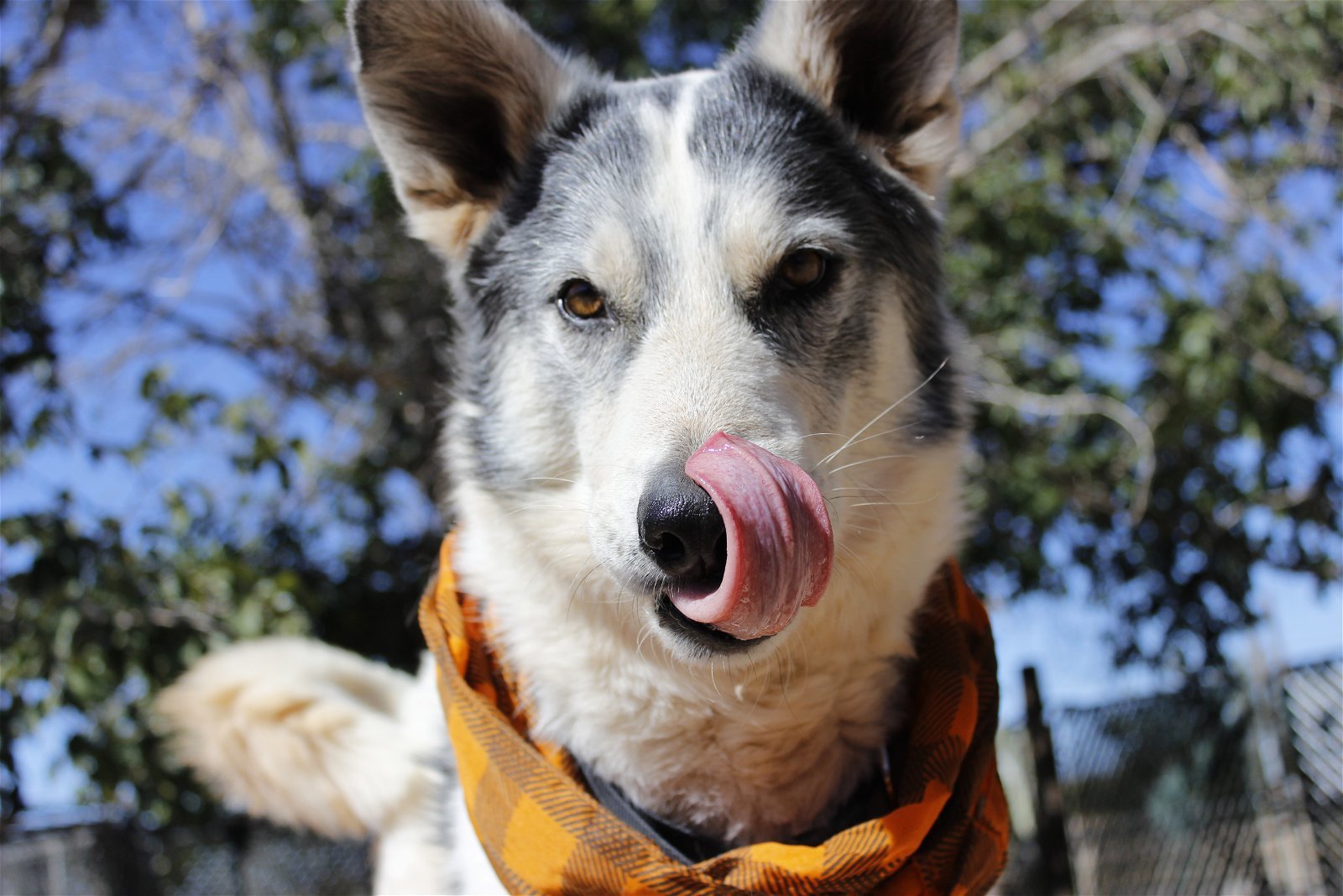 Echo, an adoptable Siberian Husky, Border Collie in Cedar Crest, NM, 87008 | Photo Image 1