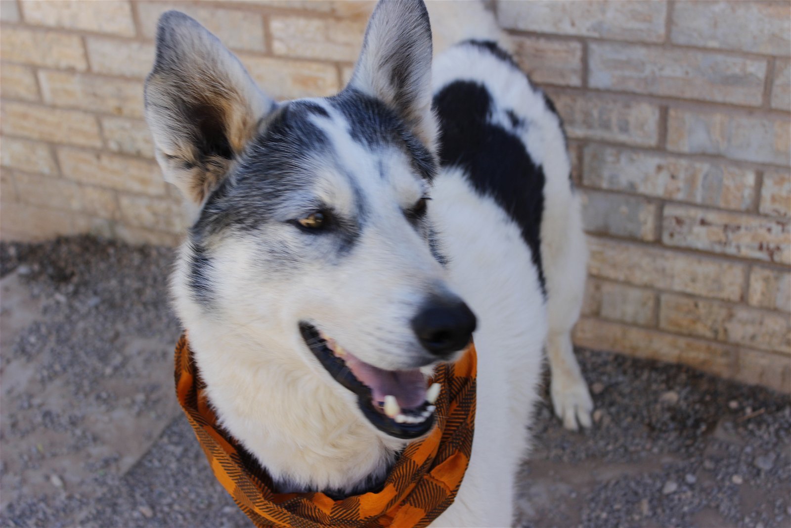 Echo, an adoptable Siberian Husky, Border Collie in Cedar Crest, NM, 87008 | Photo Image 2