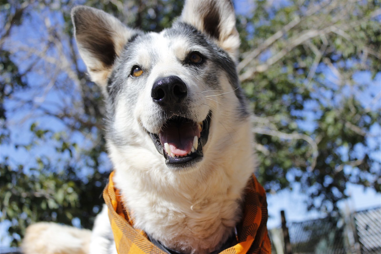 Echo, an adoptable Siberian Husky, Border Collie in Cedar Crest, NM, 87008 | Photo Image 3